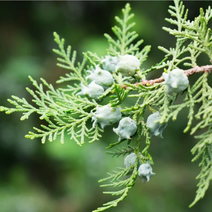 Туя ориенталис - Platycladus orientalis - семена туя - 20 бр.