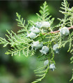 Туя ориенталис - Platycladus orientalis - семена туя - 20 бр.