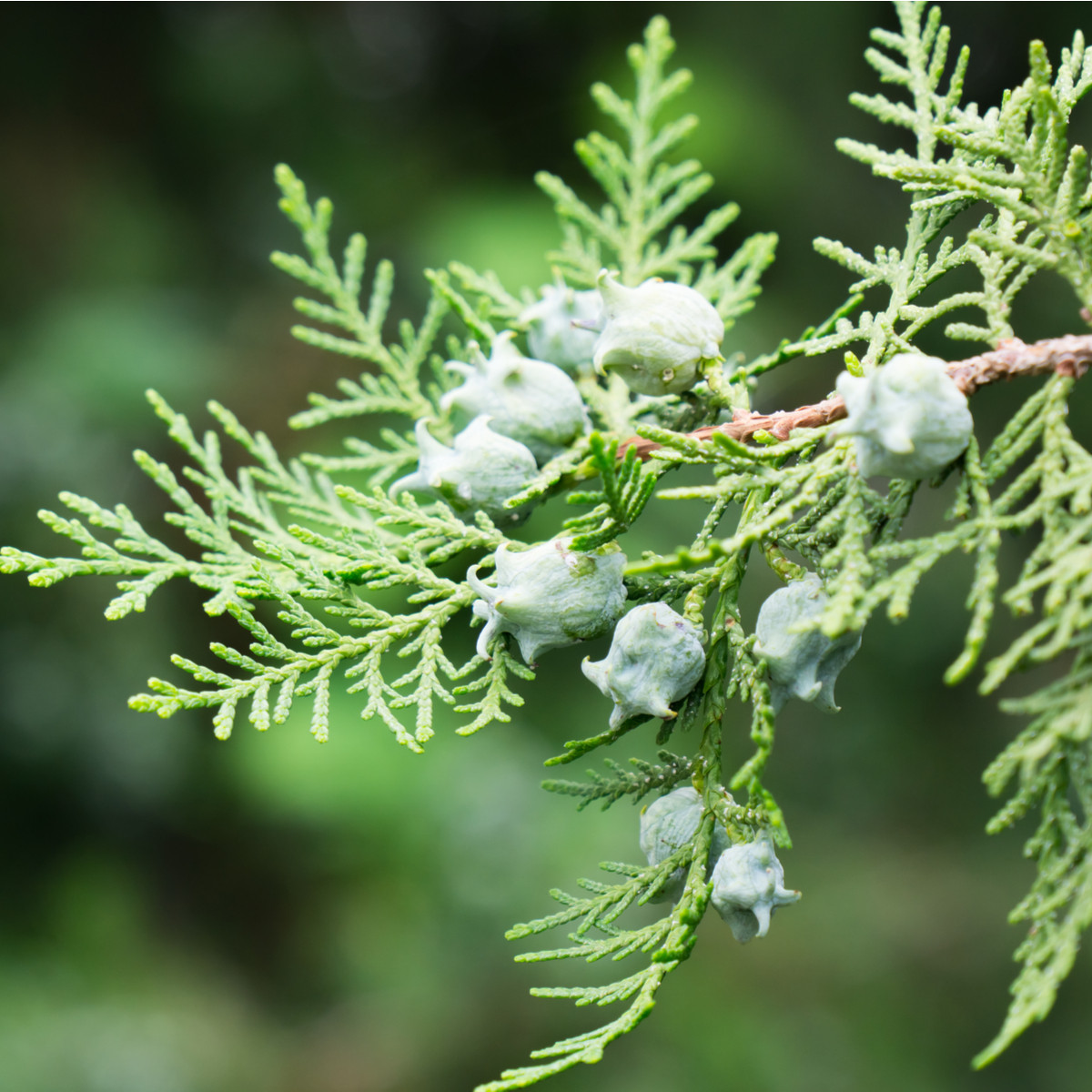 Туя ориенталис - Platycladus orientalis - семена туя - 20 бр.