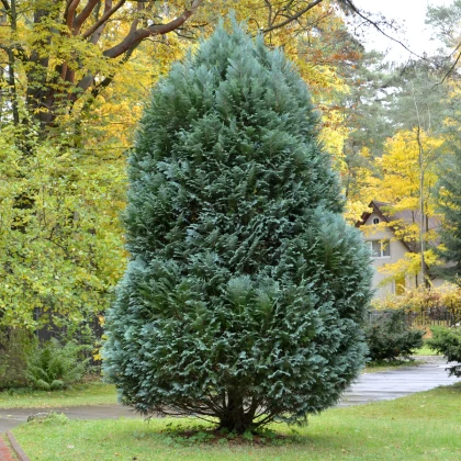 Туя ориенталис - Platycladus orientalis - семена туя - 20 бр.