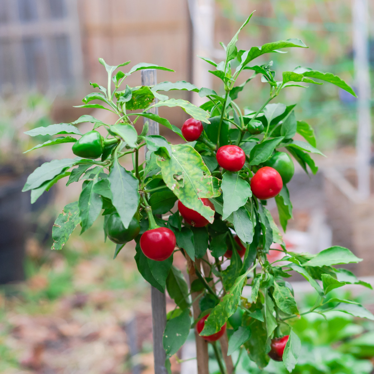 Chilli Satans Kiss - Capsicum annuum - semena chilli - 7 ks