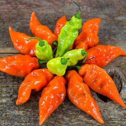 Paprika Habanada - Capsicum Chinense - semena papriky - 10 ks