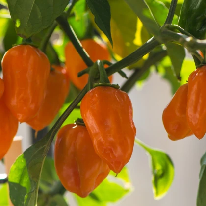 Paprika Habanada - Capsicum Chinense - semena papriky - 10 ks