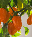 Paprika Habanada - Capsicum Chinense - semena papriky - 10 ks