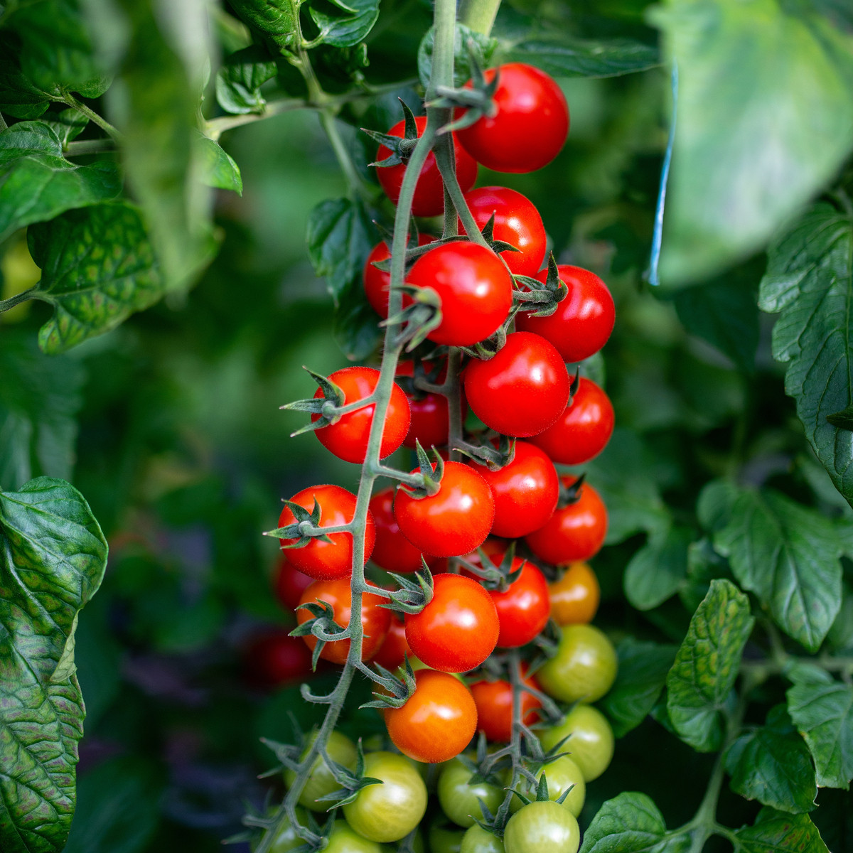 Rajče keříčkové Gartenperle - Solanum lycopersicum - semena rajčete - 10 ks