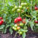 Rajče Ailsa Craig - Solanum lycopersicum - semena rajčete - 8ks