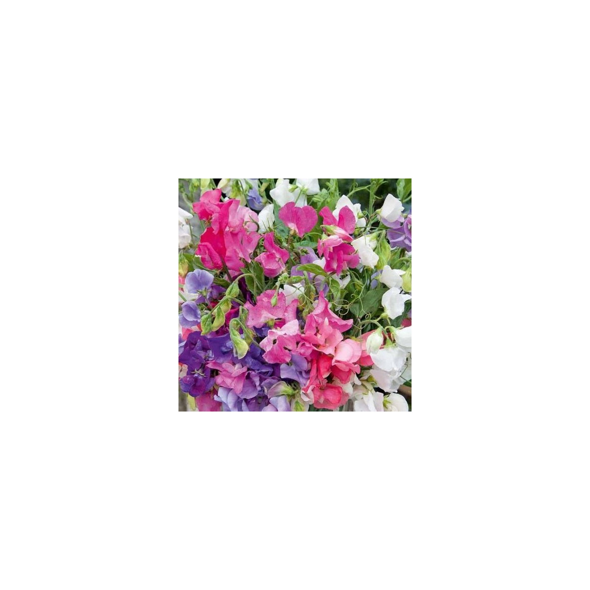 Hrachor vonný Bijou směs - Lathyrus odoratus - semena hrachoru - 16 ks