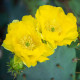 Opuncie poléhavá - Opuntia humifusa - semena opuncie - 7 ks