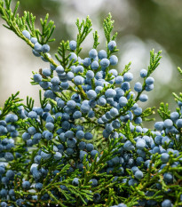 Вирджински хвойник – Juniperus virginiana – семена от хвойник – 15 бр.