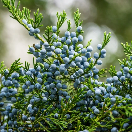 Вирджински хвойник – Juniperus virginiana – семена от хвойник – 15 бр.