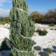 Вирджински хвойник – Juniperus virginiana – семена от хвойник – 15 бр.