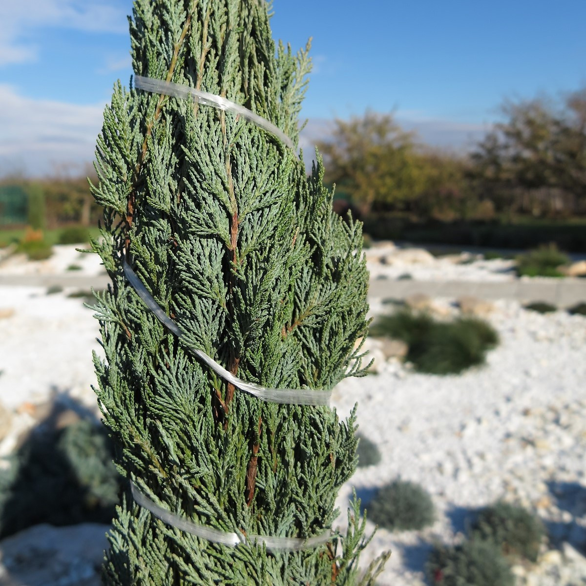 Jalovec virginský - Juniperus virginiana - semena jalovce - 5 ks