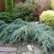 Jalovec virginský - Juniperus virginiana - semena jalovce - 5 ks