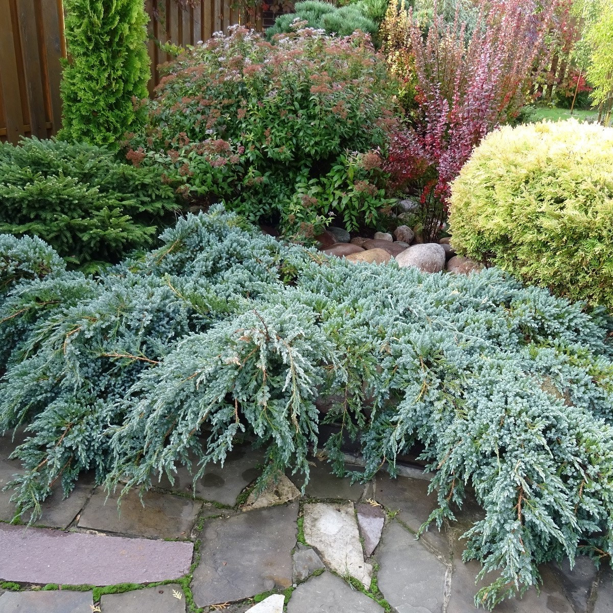 Вирджински хвойник – Juniperus virginiana – семена от хвойник – 15 бр.