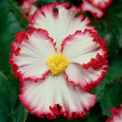 Begonie Marginata bílá - Begonia crispa - hlízy begonie - 2 ks