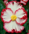 Begonie Marginata bílá - Begonia crispa - hlízy begonie - 2 ks