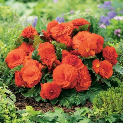 Begonie Nonstop oranžová - Begonia tuberhybrida - hlízy begonie - 2 ks