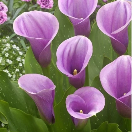 Kala Captain Violetta - Zantedeschia - hlízy kaly - 1 ks