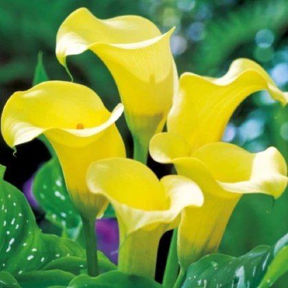 Kala Black Magic - Zantedeschia - hlízy kaly - 1 ks