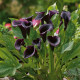 Kala Odessa - Zantedeschia - hlízy kaly - 1 ks