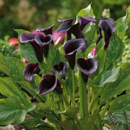 Kala Odessa - Zantedeschia - hlízy kaly - 1 ks
