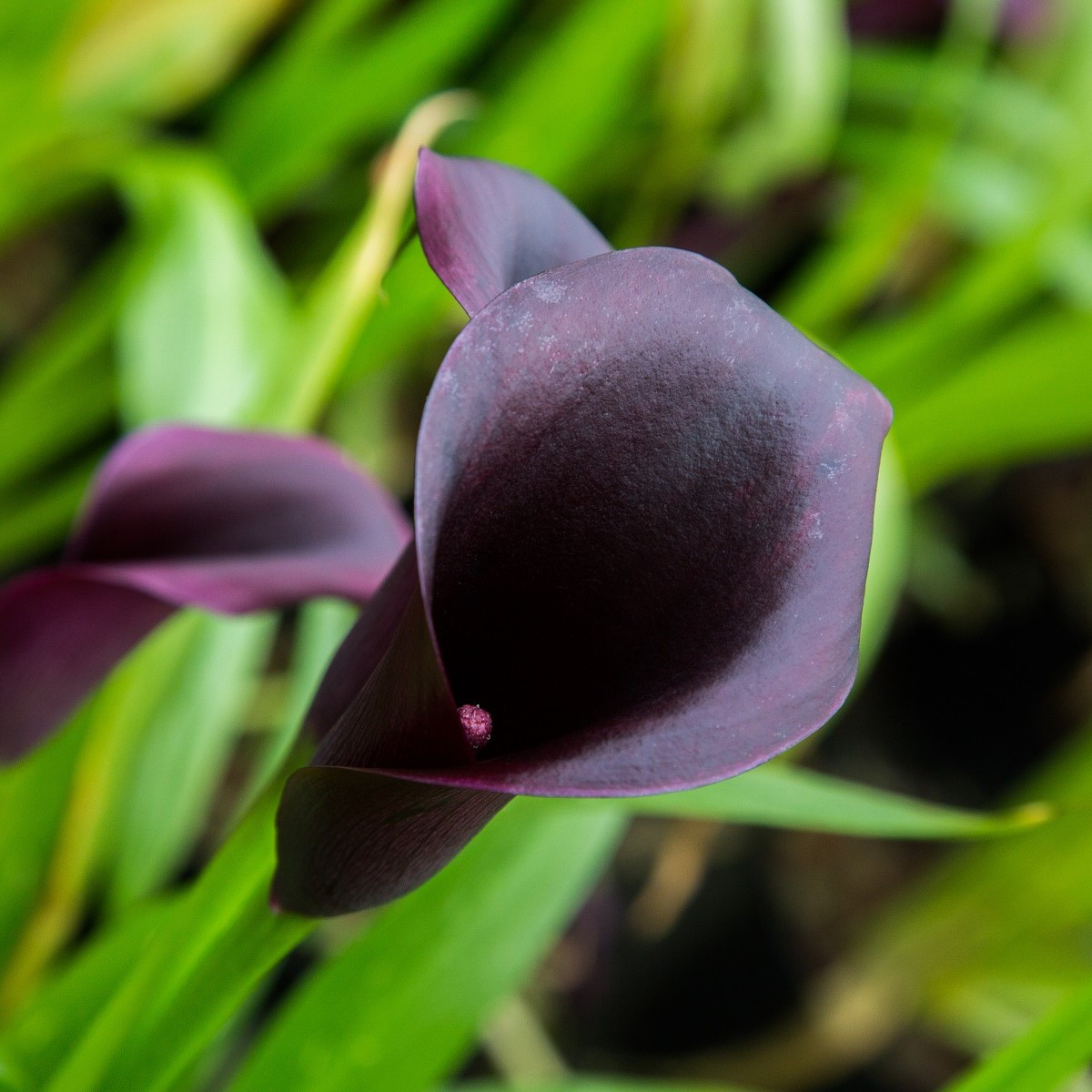 Kala Odessa - Zantedeschia - hlízy kaly - 1 ks