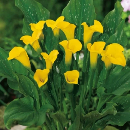 Kala Florex Gold - Zantedeschia - hlízy kaly - 1 ks