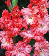 Gladiol You Two Frizzle - Gladiolus - hlízy mečíku - 3 ks