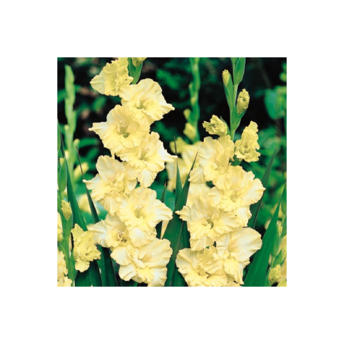 Gladiol Banana Ruffle - Gladiolus - hlízy mečíku - 3 ks