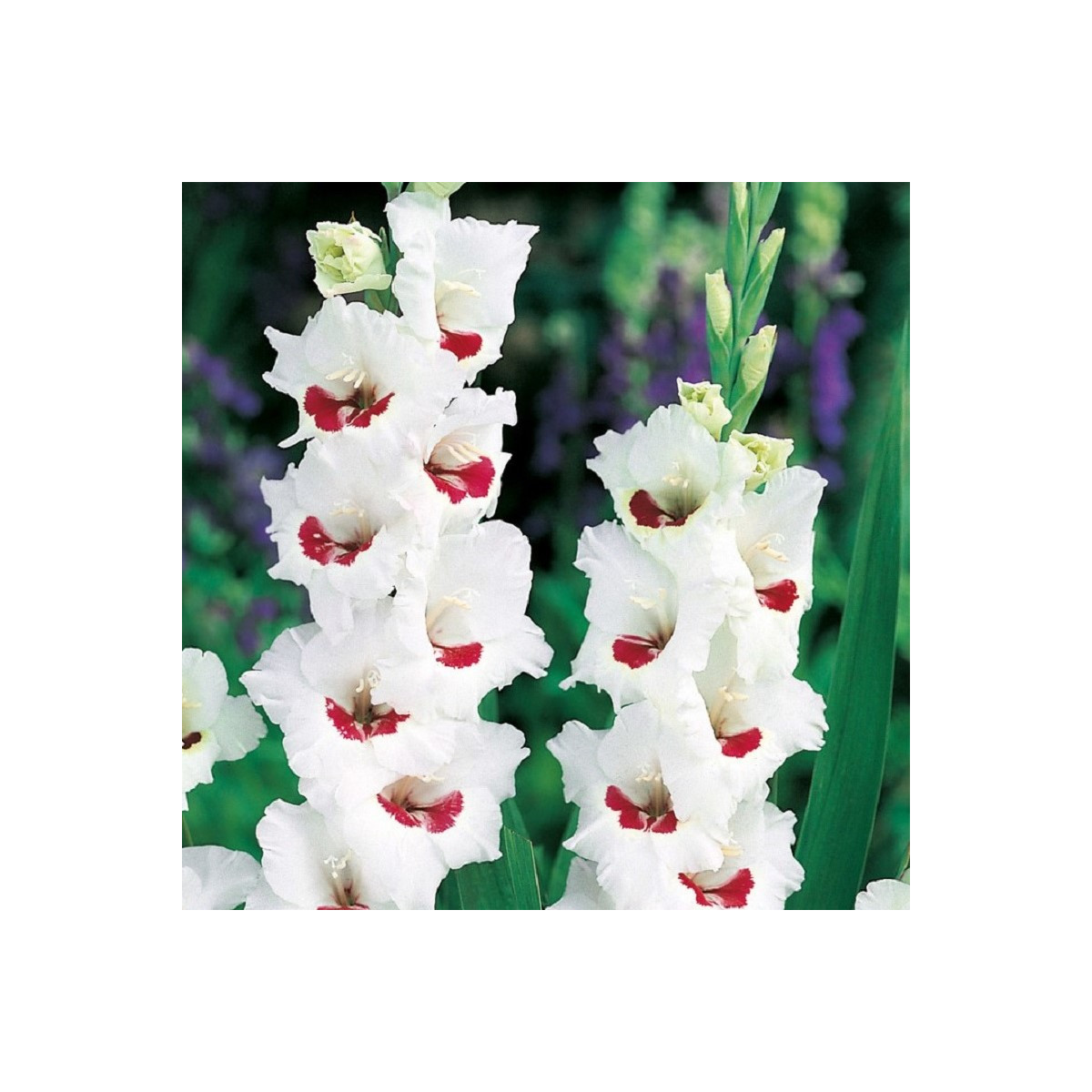 Gladiol Fiorentina - Gladiolus - hlízy mečíku - 3 ks