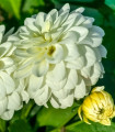 Jiřinka Art Fair - Dahlia - hlízy jiřinky - 1 ks