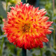 Jiřinka Procyon - Dahlia - hlízy jiřinky - 1 ks