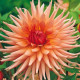 Jiřinka Preference - Dahlia - hlízy jiřinky - 1 ks