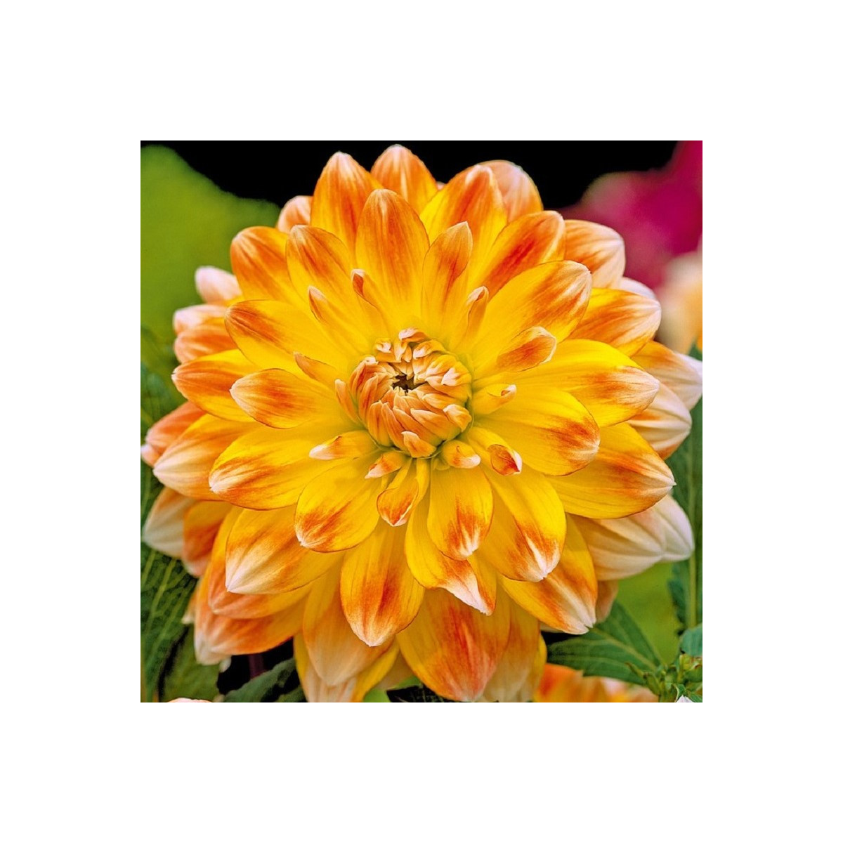 Jiřinka Peaches and Cream - Dahlia - hlízy jiřinky - 1 ks