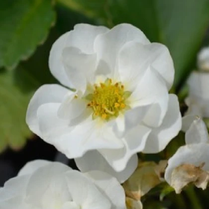 Jahodník Summer Breeze Snow F1 - Fragaria ananassa - semena jahodníku - 10 ks