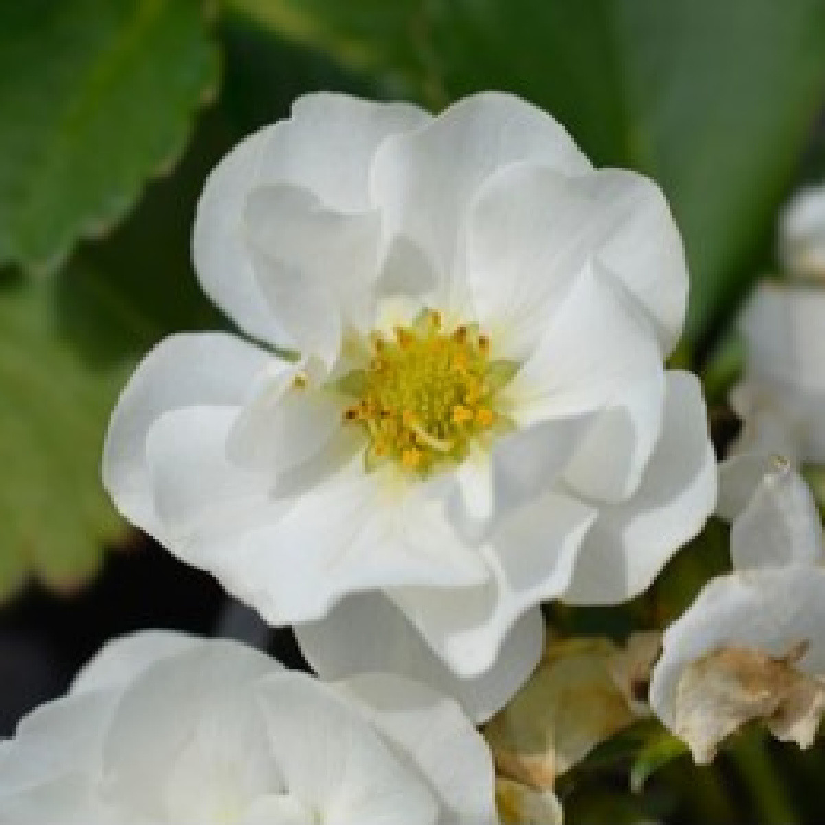 Jahodník Summer Breeze Snow F1 - Fragaria ananassa - semena jahodníku - 10 ks