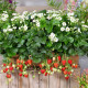 Jahodník Summer Breeze Snow F1 - Fragaria ananassa - semena jahodníku - 10 ks