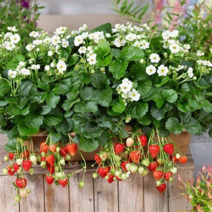 Jahodník Summer Breeze Snow F1 - Fragaria ananassa - semena jahodníku - 10 ks