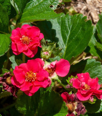 Jahodník Summer Breeze Rose F1 - Fragaria ananassa - semena jahodníku - 10 ks