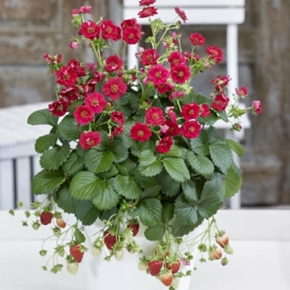 Jahodník Summer Breeze Rose F1 - Fragaria ananassa - semena jahodníku - 10 ks
