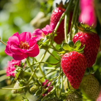 Jahodník Summer Breeze Cherry F1 - Fragaria ananassa - semena jahodníku - 10 ks