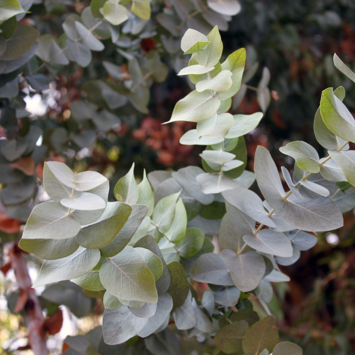 Eukalyptus Silver dollar - Blahovičník - Eucalyptus cinerea - semena eukalyptu - 7 ks