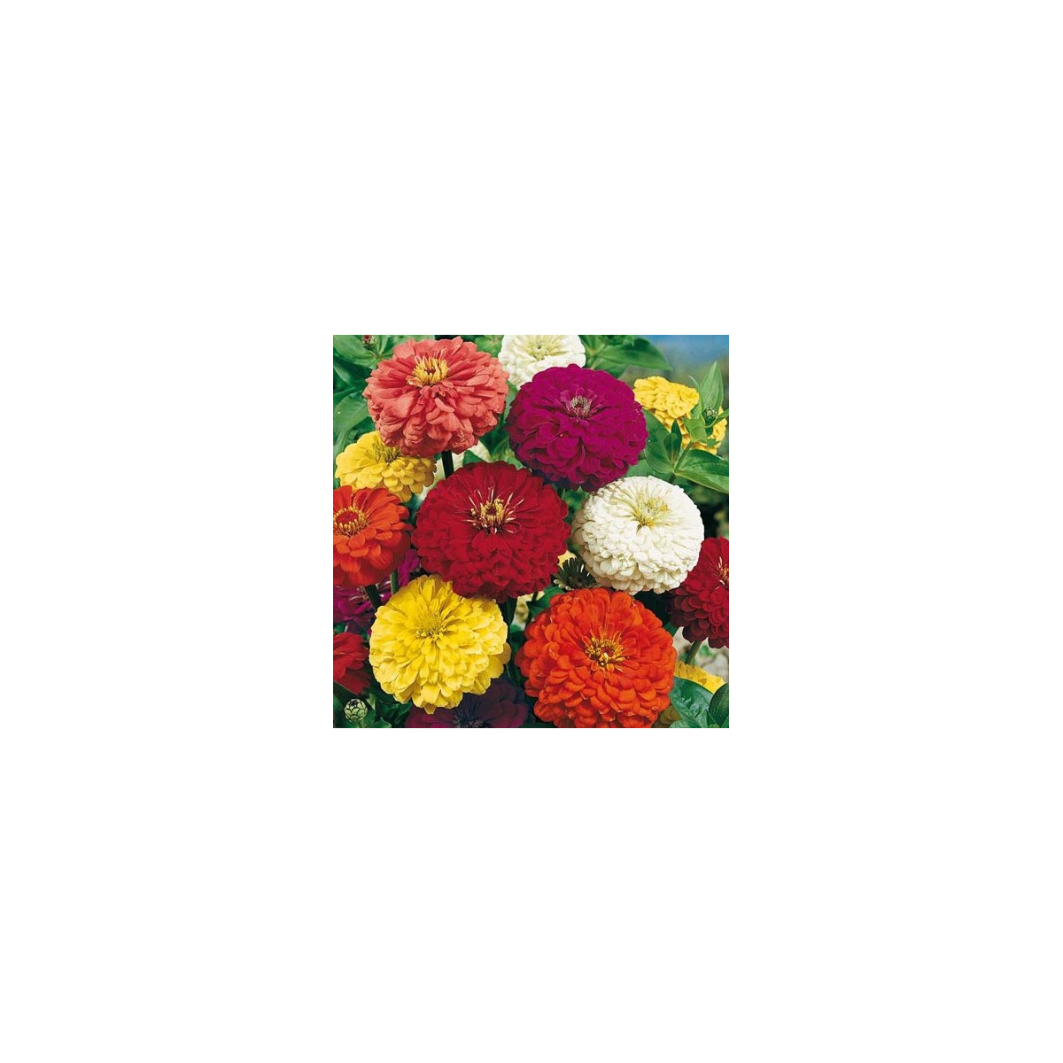Ostálka jiřinkokvětá směs barev - Zinnia elegans - semena ostálky - 50 ks
