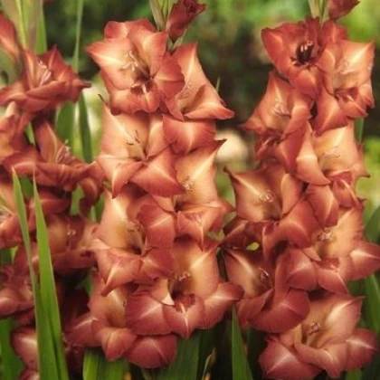 Gladiol Indian Summer - Gladiolus - hlízy mečíku - 3 ks