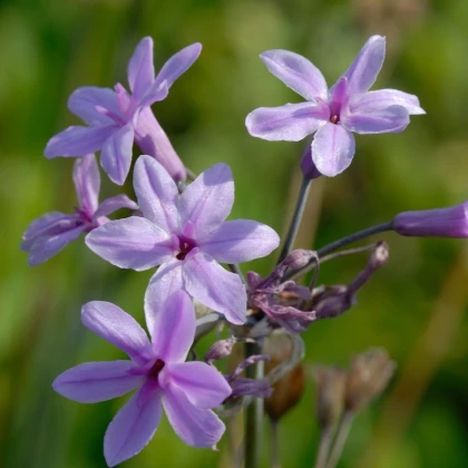 Česnek divoký BIO - Allium sativum - cibule česneku - 1 kus