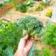 BIO Brokolice Calabrese Natalino - Brassica oleracea L. - bio semena brokolice - 30 ks