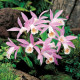 Plejonka - Pleione formosana - hlízy plejonky - 1 ks