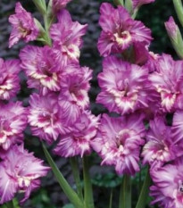Gladiol Tango - Gladiolus - hlízy mečíku - 3 ks