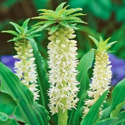 Chocholatice Autumnalis - Eucomis comosa - cibule chocholatice - 1 ks