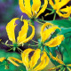 Glorióza Lutea - Gloriosa - hlízy gloriózy - 1 ks